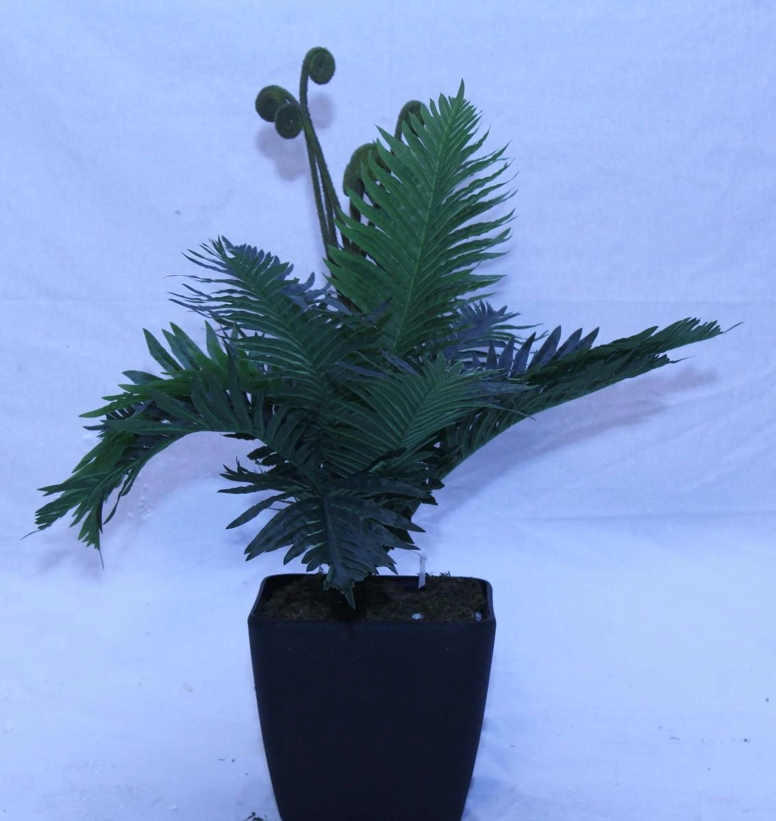 Palm with 12lvs-H 1.9FT W 2FT